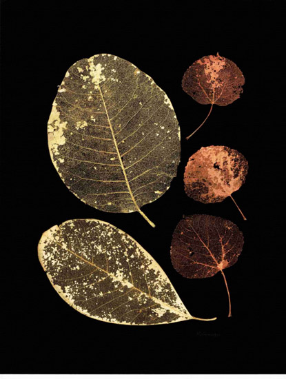 Kompatibelt Fortfarande liv till Jahrriesnge leaf-lpf00499  Kompatibelt Fortfarande liv Jahrriesnge  till leaf-lpf00499
