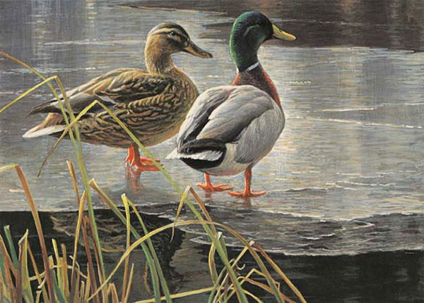 Kompatibelt djur Jahrriesnge  till duck-lpf02523 