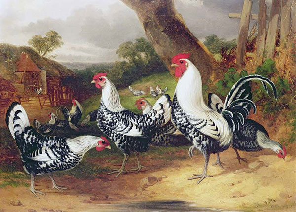 Kompatibelt djur till Jahrriesnge chicken-lpf02619  Kompatibelt djur Jahrriesnge  till chicken-lpf02619