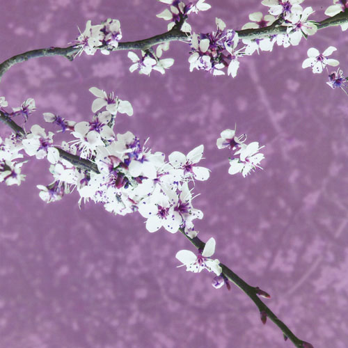 Kompatibelt Blommig till JAHRRIESNGE purple leaf plum lpf05058  Kompatibelt Blommig JAHRRIESNGE  till purple leaf plum lpf05058
