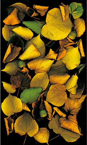 Kompatibelt Blommig till JAHRRIESNGE flowers-lpf06752  Kompatibelt Blommig JAHRRIESNGE  till flowers-lpf06752