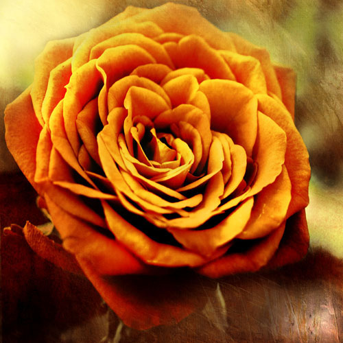 Kompatibelt Blommig till JAHRRIESNGE flowers-lpf07533  Kompatibelt Blommig JAHRRIESNGE  till flowers-lpf07533