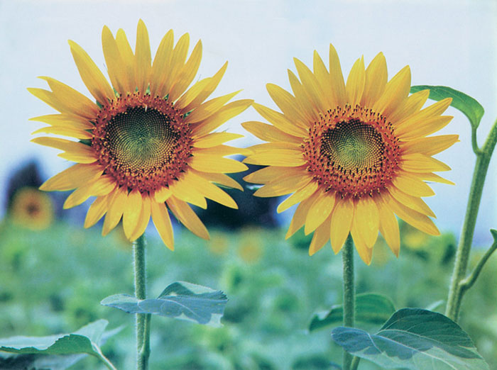 Kompatibelt Blommig till JAHRRIESNGE sunflower-lpf07659  Kompatibelt Blommig JAHRRIESNGE  till sunflower-lpf07659