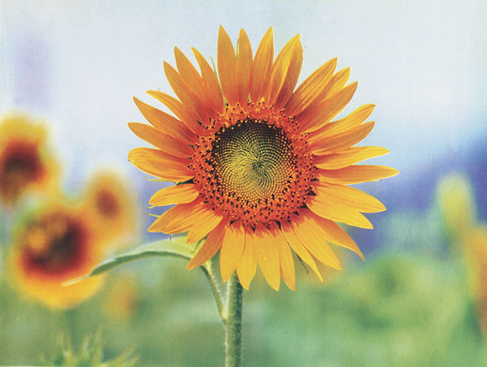Kompatibelt Blommig till JAHRRIESNGE sunflower-lpf07662  Kompatibelt Blommig JAHRRIESNGE  till sunflower-lpf07662