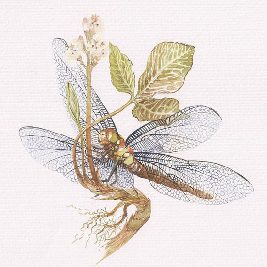 Kompatibelt djur Jahrriesnge  till dragonfly lpf08678 