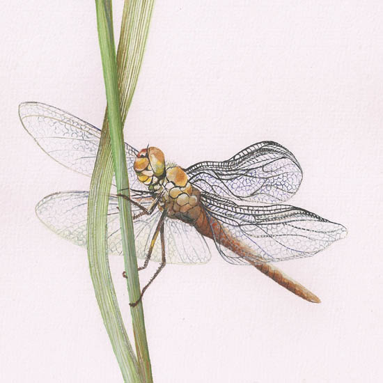 Kompatibelt djur Jahrriesnge  till dragonfly lpf08680 