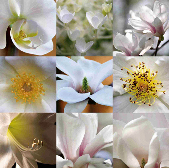 Kompatibelt Blommig till JAHRRIESNGE flowers lpf10160  Kompatibelt Blommig JAHRRIESNGE  till flowers lpf10160