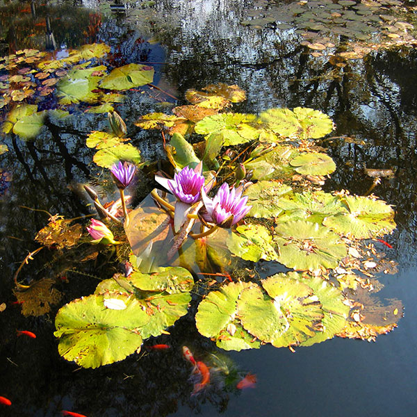 Kompatibelt Fortfarande liv till Jahrriesnge flowers lpg2516  Kompatibelt Fortfarande liv Jahrriesnge  till flowers lpg2516